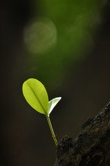 close up macro green leaf and plant