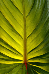 close up green leaf and plant 