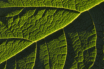 close up green leaf and plant 
