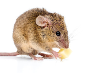 House mouse (Mus musculus) eating cheese
