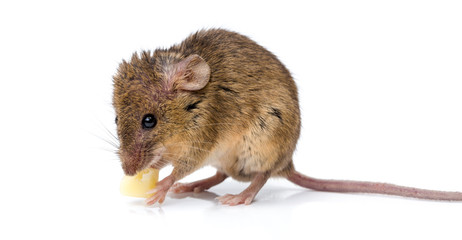 House mouse (Mus musculus) eating cheese