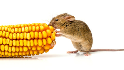 House mouse (Mus musculus) eating corn