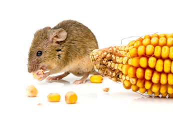 House mouse (Mus musculus) eating corn