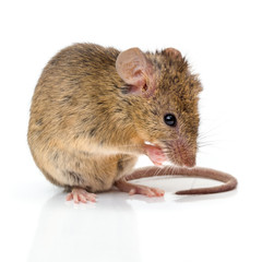 House mouse (Mus musculus) cleaning