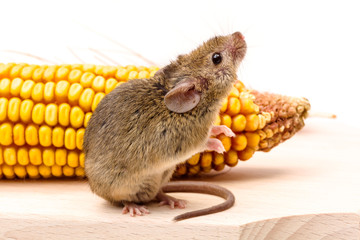 House mouse (Mus musculus) on corn
