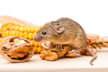 House mouse (Mus musculus) with walnut and corn