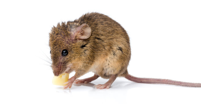 House mouse (Mus musculus) eating cheese