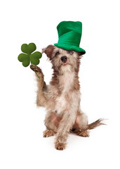 Dog With Clover and Green Hat
