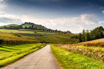 Autumnal Vineyards on badlands