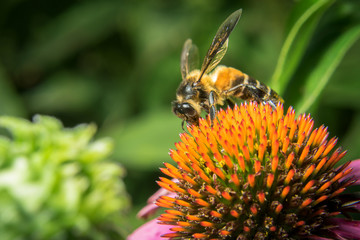 Bees at flower at work