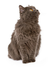 Fluffy Gray Cat Looking to Side