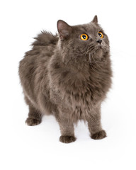 Fluffy Grey Cat Standing to Side