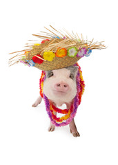 Hawaiian Pig Wearing Hat and Lei
