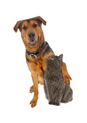 Large Mixed Breed Dog Arm Around Cat