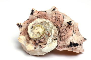Seashell isolated on white background