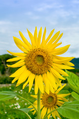 Beautiful sunflower against blue sky