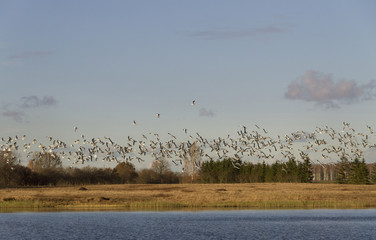 Birds above lake.