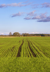 Growing wheat.