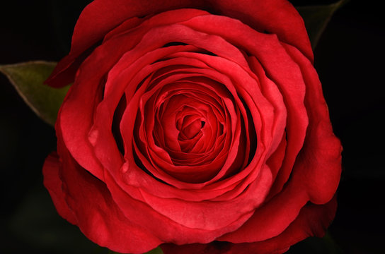 Closeup photo of a rose on black background