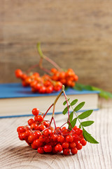 rowanberry or ashberry on a wooden board, selective focus