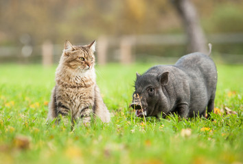 Tabby cat with mini piggy outoors