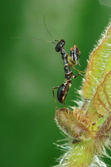 Black ant mantis Top of the grass.
