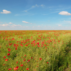 meadow with wild poppies and blue sky