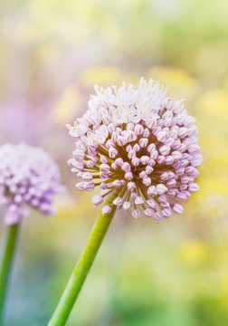 beautiful garlic flowers in the soft morning light and pastel colours