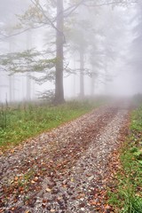 Fototapeta premium Forest road