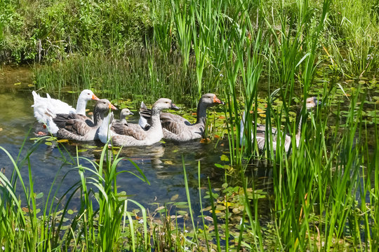 Geese in pond