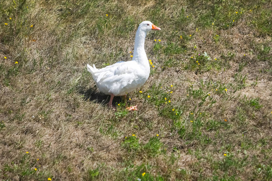 Goose on meadow
