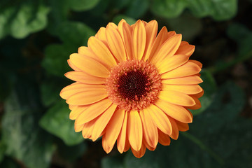 Yellow gerbera flower