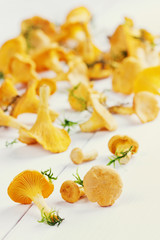 yellow chanterelle (cantharellus cibarius)