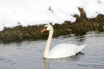 Swan swimming in lake