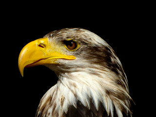 eagle