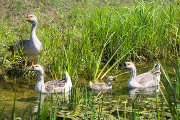 Four geese in swamp