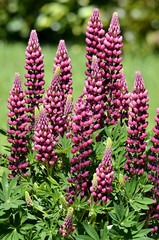 Flowers purple lupin