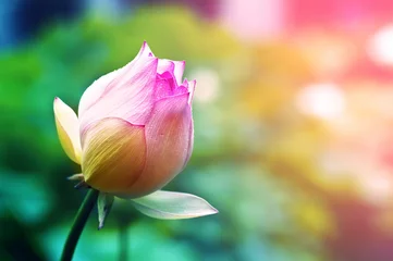 Photo sur Plexiglas fleur de lotus fleur de lotus fleur au lever du soleil
