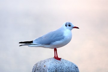 Obraz premium カモメ