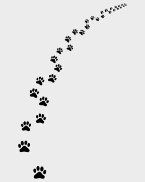 Black trail of cat, turn right, vector illustration