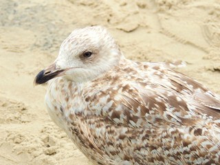 Möwe  am  Strand