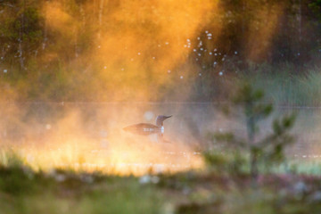 Red-throated Loon in fog