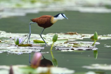 African Jacana