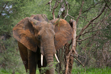 Elephant et défenses