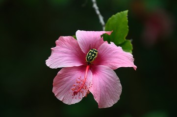 Hibiscus with black and yellow beetle