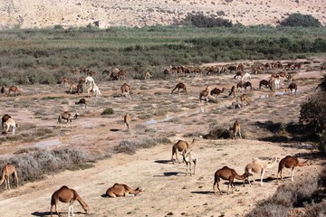 Dromedarherde in  Marokko