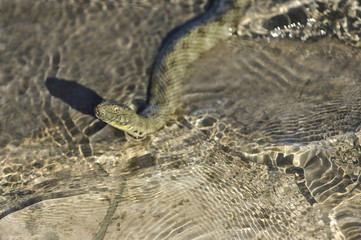 Water Snake Swam To Shore