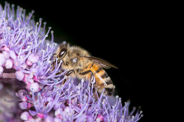 Honeybee Collecting Pollen