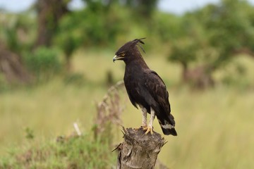 Long-crested eagle