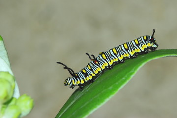 Caterpillar on the leaf